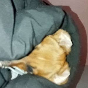 Meet your Posher, Abby